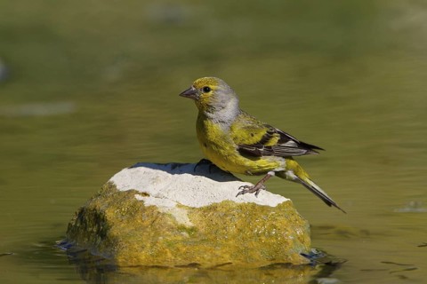 Citril Finch (Carduelis citrinella) male, Carinthia, Austria
