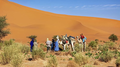 Group with camels in a sandy, vegetation-poor desert landscape, Tuareg with his camel caravan in