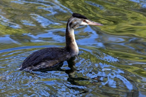 Great crested grebe (Podiceps Scalloped ribbonfish) swimming in the water, Bolle di Magadino nature