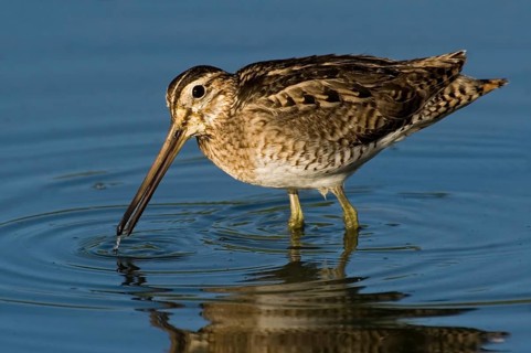 Swinhoe's Snipe (Gallinago megala), Western Australia, Australia