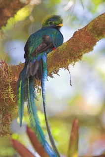 Resplendent Quetzal (Pharomachrus mocinno), Costa Rica