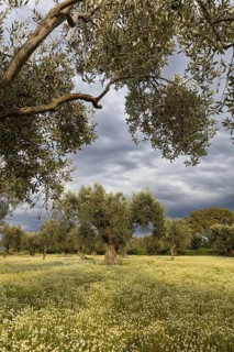 Landscape, Greece, thunderstorm, thunderstorm atmosphere, olive tree, olive grove. Olive, flower