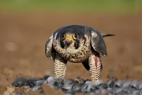 Peregrine Falcon (Falco peregrinus) female, Baden-Wuerttemberg, Germany