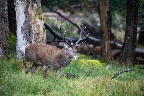 Red deer (Cervus elaphus) Rutting behaviour captive Germany