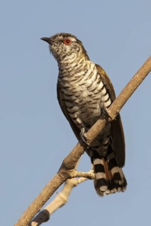 Little Bronze Cuckoo (Chrysococcyx minutillus) male, Western Australia, Australia