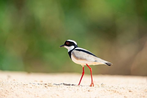Cayenne plover (Vanellus cayanus) Pantanal Brazil