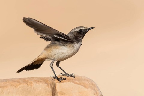 Kurdish Wheatear (Oenanthe xanthoprymna) male perched on a rock, Arava Valley, Israel