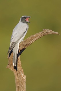 Black-faced Cuckooshrike (Coracina novaehollandiae), Western Australia, Australia