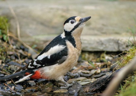 Woodpecker, Dendrocopos Major, Great Spotted Woodpecker, Birds, Leo, Male, Piciforms, Woodpeckers,