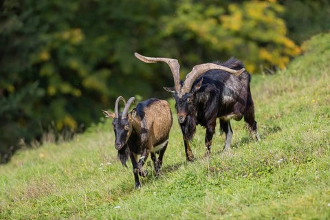 One male Tauernschecke goat, Capra aegagrus hircus, checks the readiness of a goat to mate