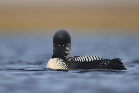 Pacific Loon (Gavia pacifica), Alaska, USA
