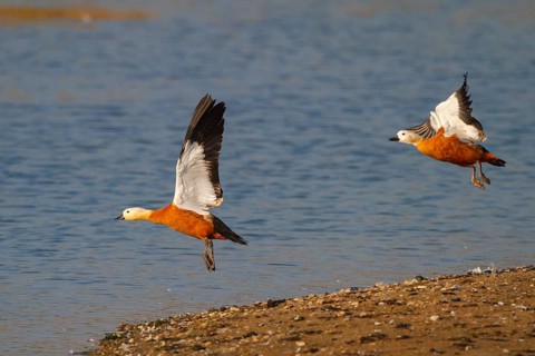 Ruddy Shelduck (Tadorna ferruginea) flying, North Rhine-Westphalia, Germany