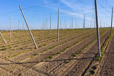 Plantation where hops (humulus) are grown, Scharfenberg, Klipphausen, Saxony, Germany