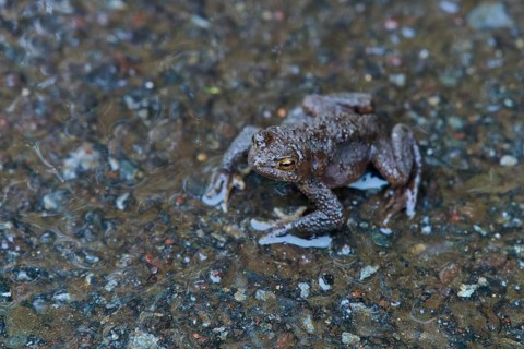 A toad sits on a rain-soaked road surrounded by small puddles and wet asphalt, Queens View,