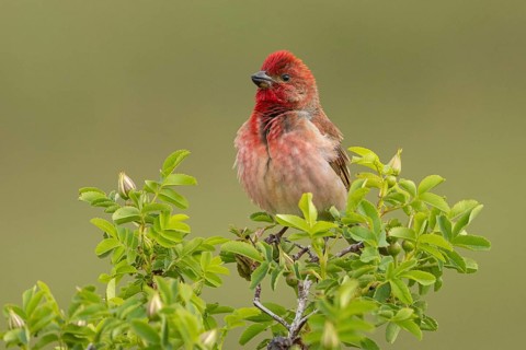 Common Rosefinch (Carpodacus erythrinus) male, Armenia