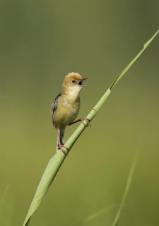 Golden-headed Cisticola (Cisticola exilis) male singing, Victoria, Australia