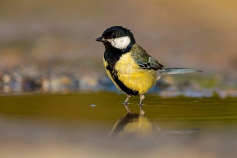 A Great Tit, (Parus major), takes a bath, Animals, Birds, Songbirds Lesvos, Greece