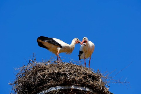 White storks (Ciconia ciconia), stork, pair of storks at their nest, nest, blue sky