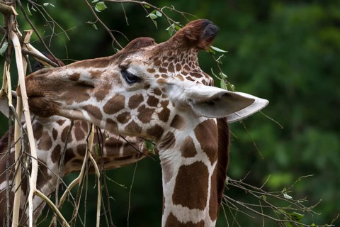 Reticulated giraffe (Giraffa reticulata) at the feeding basket, Nuremberg Zoo, Middle Franconia,