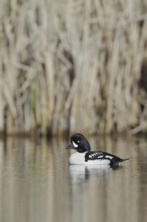 Barrow's Goldeneye (Bucephala islandica) male, British Columbia, Canada
