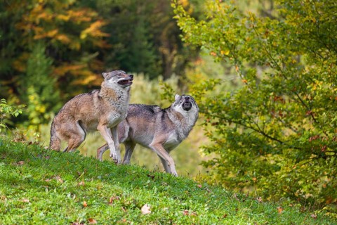 Two Eurasian gray wolves (Canis lupus lupus) play with each other in a meadow on a hill
