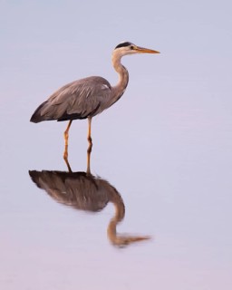Grey heron (Ardea cinerea) standing in the shallow water zone of a lake, warm morning light, Lower