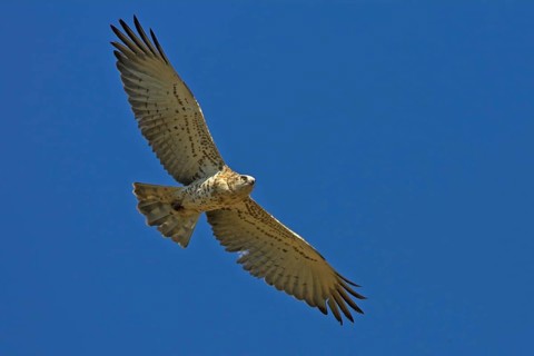 Short-toed Snake Eagle (Circaetus gallicus), Rhineland-Palatinate, Germany