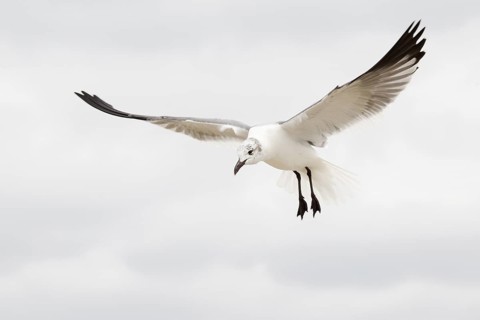 Laughing Gull (Leucophaeus atricilla) flying, Florida, USA