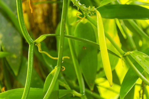 Vanilla pod on a tree, (Vanilla planifolia), Costa Rica