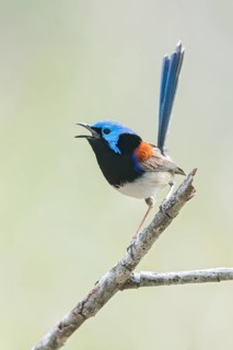 Purple-backed Fairywren (Malurus assimilis) perched on a branch in eastern Australia
