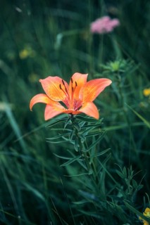 Fire Lily, Liliaceae, Lily Family, Lilium Bulbiferum, Fire Lily, Flora, High Size, Portrait, Orange
