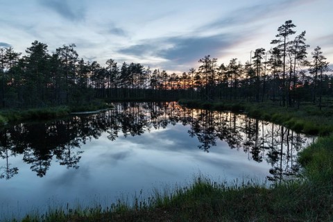 Reflection in a moor lake, Knuthöjdsmossen Nature Reserve, Västmanland, Sweden, July 2018