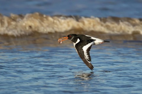 Eurasian oystercatcher (Haematopus ostralegus) adult wading bird flying with a cockle shell in its