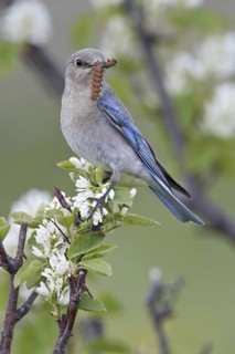 Mountain Bluebird (Sialia currucoides), Alberta, Canada