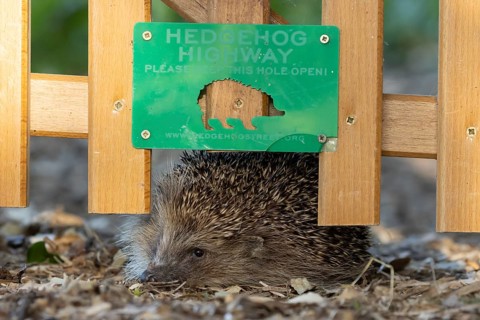 European hedgehog (Erinaceus europaeus) adult mammal walking through a Hedgehog highway hole in a
