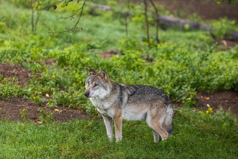 One adult male eurasian gray wolf (Canis lupus lupus) standing at a forest edge