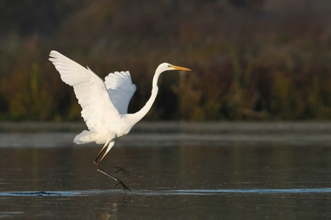 Great White Egret (Ardea alba), taking flight, North Rhine-Westphalia, Germany