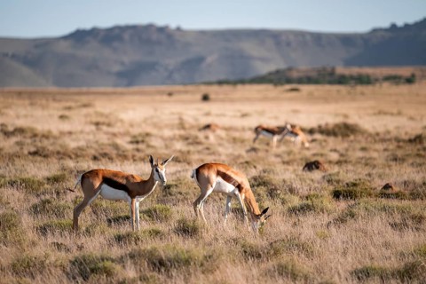 Springbok (Antidorcas marsupialis), Mountain Zebra National Park, South Africa