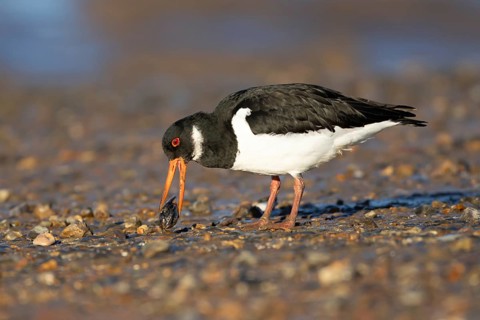 Eurasian oystercatcher (Haematopus ostralegus) adult wading bird feeding on a mussel shell on a