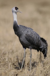 Hooded Crane (Grus monacha), Arasaki, Japan