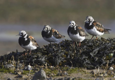 Ruddy Turnstone (Arenaria interpres), Schleswig-Holstein, Germany