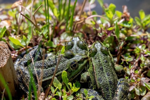 Pond frogs (Pelophylax esculentus) in a garden pond, Botanical Garden, Erlangen, Middle Franconia,