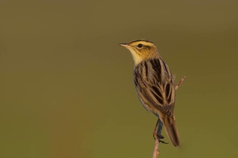 Aquatic Warbler (Acrocephalus paludicola), Poland