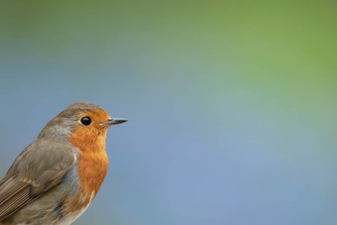 European robin (Erithacus rubecula) adult garden bird head portrait, Suffolk, England, United