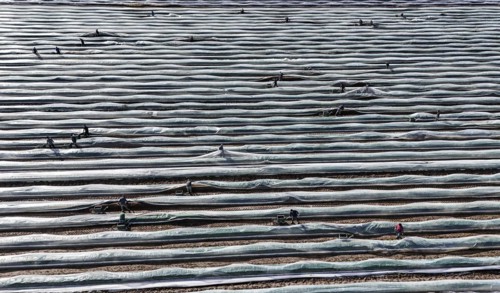 The first asparagus is harvested from a foil-covered asparagus field, Beelitz, 26/03/2024