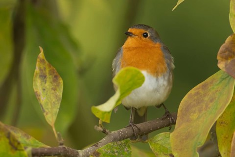 European robin (Erithacus rubecula) adult garden bird in a magnolia tree with autumn colour leaves,