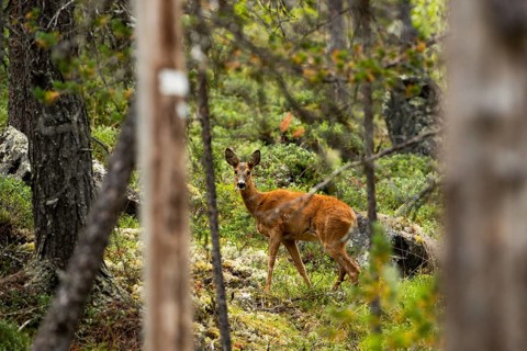 Wild deer in Furulunden forest, Mandal, Norway. Trees in the background, evening light in spring.