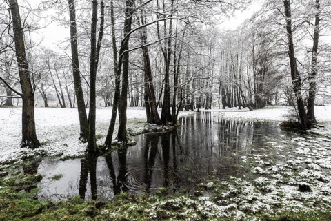 Black alder (Alnus glutinosa) in a snowy floodplain landscape, Emsland, Lower Saxony, Germany
