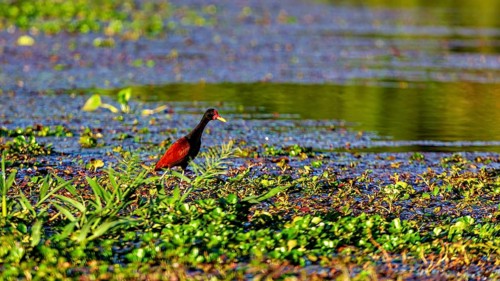 A red bird strolls through lush aquatic vegetation by a tranquil stretch of water: a red-fronted
