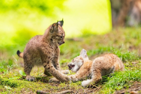 Eurasian lynx (Lynx lynx) youngsters (cubs) playing with each other in a forest, Bavaria, Germany